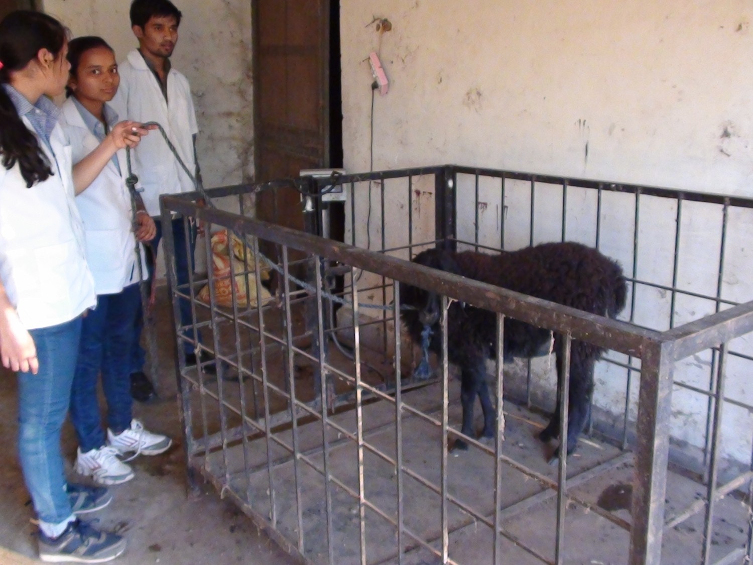 Students Weighing The Animals 1